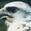 gyrfalcon