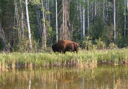 Northwest Territory bison (4348 visits) Bison of the Northwest Territory Northwest Territory bison