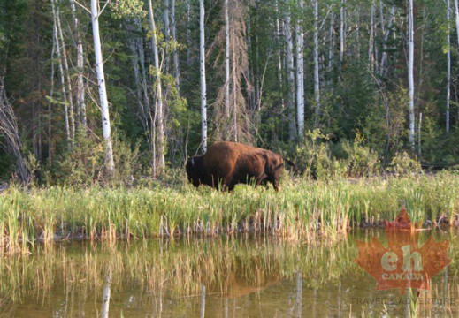 Northwest Territory bison