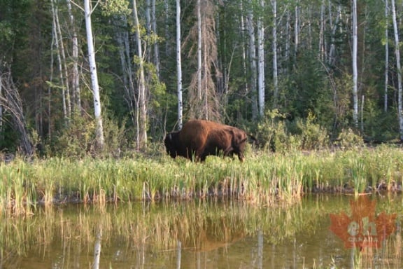 Northwest Territory bison