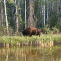 Northwest Territory bison