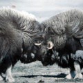 muskox