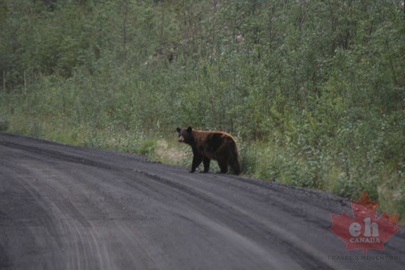 olgivie-river-grizzlies 019