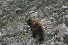 olgivie-river-grizzlies 003