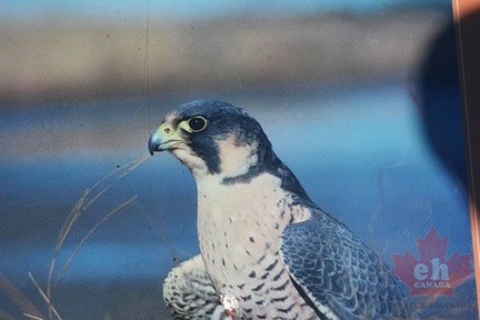 peregrine-falcon
