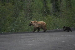 olgivie-river-grizzlies 021