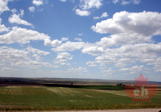 Grassland Prairie