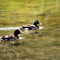 Waterfowl in Inglewood