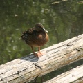 Duck Watching