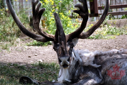 Cariboo