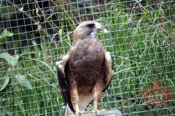 falcon20090630 140001