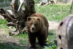 Grizzly a Coming