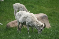 Mountain Sheep