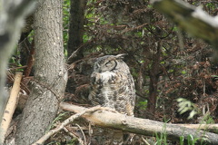 Horned Owl