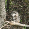 Horned Owl