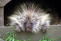 Porcupine