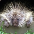Porcupine