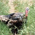 Vulture
