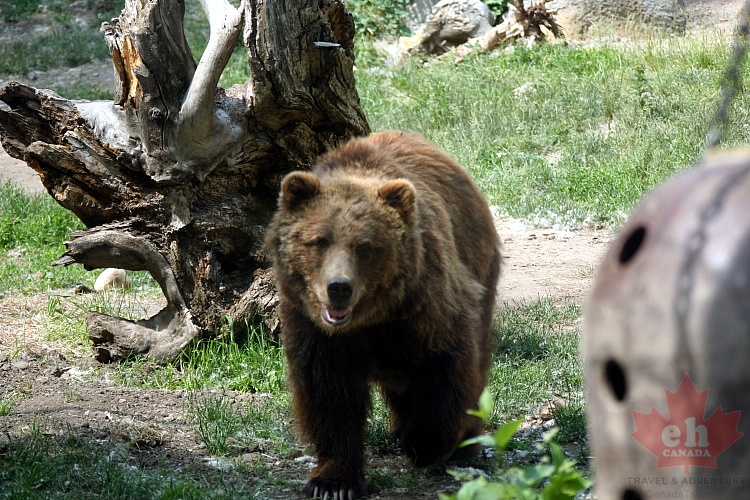 grizzly-bear20090630_670001.JPG