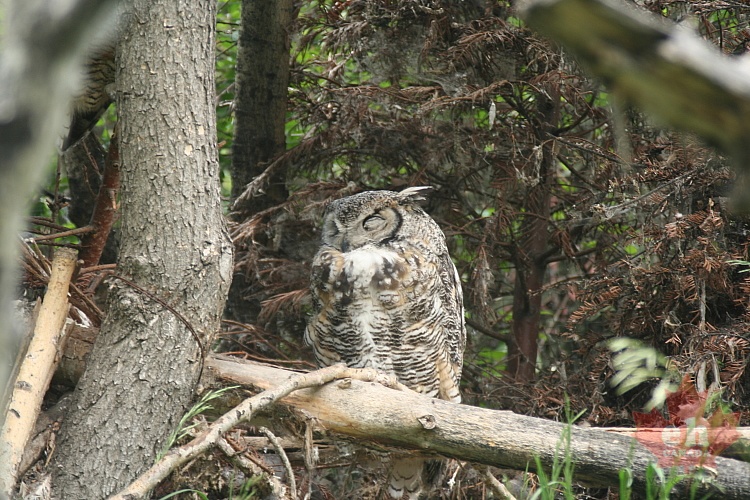 horned-owl20090630_240001.JPG