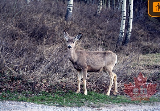 Waterton Deer