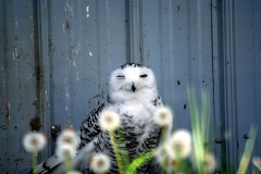 Snowy Owl