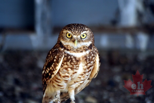 browning-owl20090615_100001.JPG