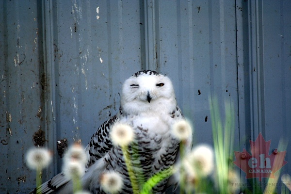 snowy-owl20090615_220001.JPG