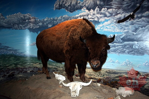 Buffalo