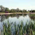 Cat Tails