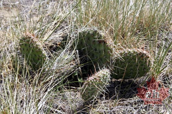 Cactus
