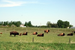 Where the Buffalo Roam
