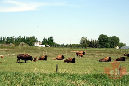 Where the Buffalo Roam