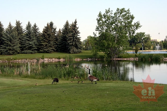 Canada Geese