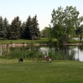 Canada Geese