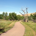 Open Grassland