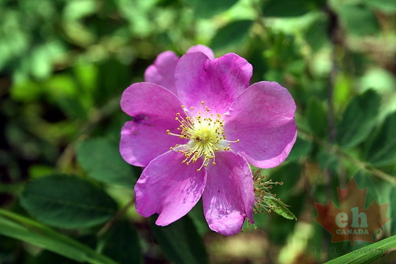Flowers on Little Red River