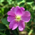 Flowers on Little Red River
