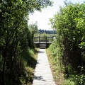 Boardwalk Tunnel of Trees