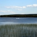 Reeds and Grasses