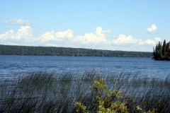 Trippes Beach Reeds and Tall Grasses