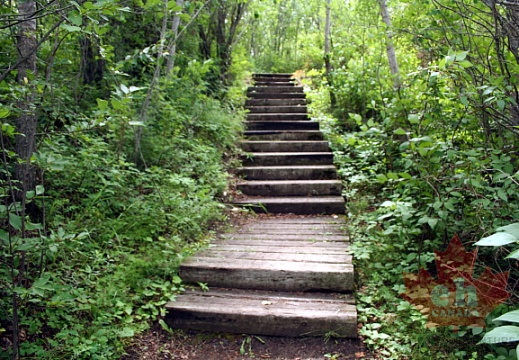 Forested Boardwalk Steps