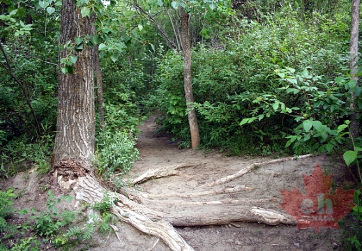 Tree Trunk Steps