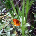 Orange in a Sea of Green
