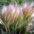 Spurs of Color