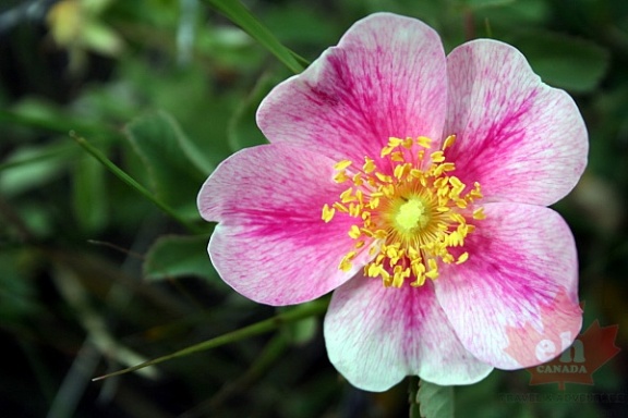 Wild Wildflowers