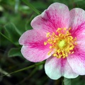 Wild Wildflowers