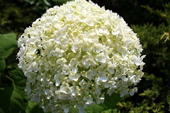 Ball of Flower