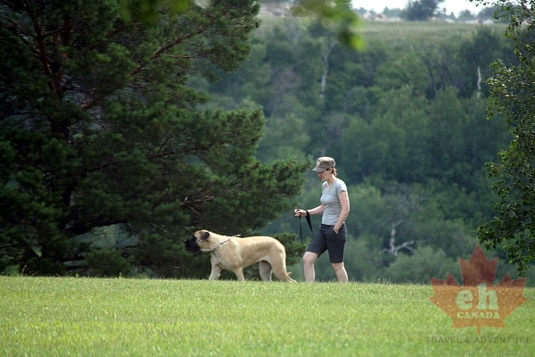 Meewasin Valley Dog Walking