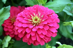 Rotary Gardens